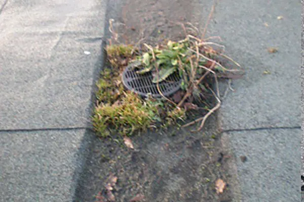 Before: a flat roof outlet choked with weeds and moss