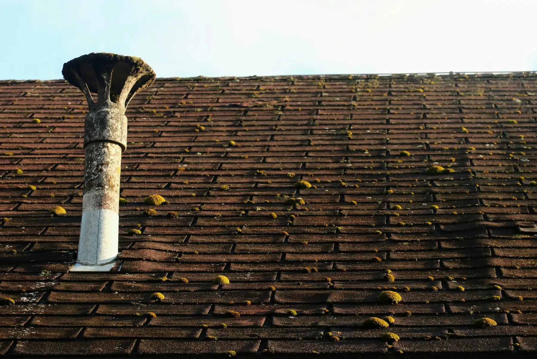 Tiled roof dotted with cushions of moss around a vent pipe